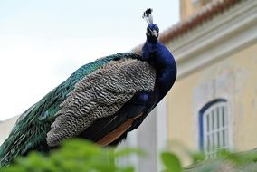 colorful peacock on the background of the castle in Lisbon