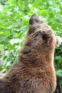 portrait of Wild Brown Bear in a forest