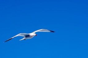 Bird on a sky