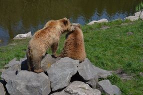 two brown bears are sitting on the rocks by the river