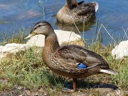 Duck Lake Nature