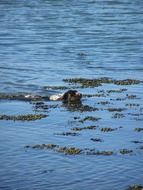 Dog Swimming in a water