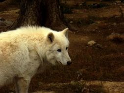 sad white wolf in zoo