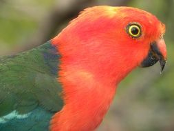 colorful Australian king parrot