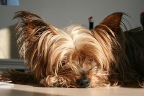 beautiful thoroughbred Dog Yorkshire
