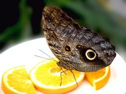 brown butterfly on orange