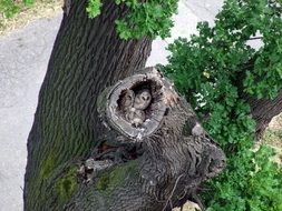 Owls in the tree