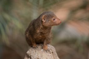 brown meerkat on a rock