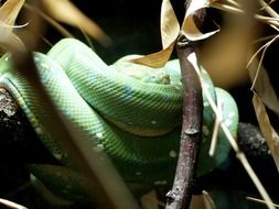 Beautiful green Snake in the light in Zoo