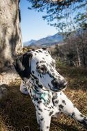 Dalmatians Dog outdoor