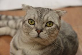 portrait of domestic Cute cat with gray fur and green eyes