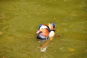 Colorful duck in the water
