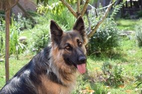 Beauty German Shepherd