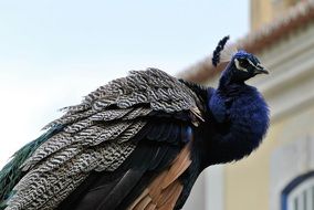 castle peacock in Lisbon