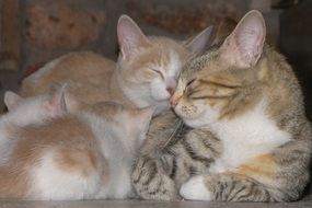 family of resting cats