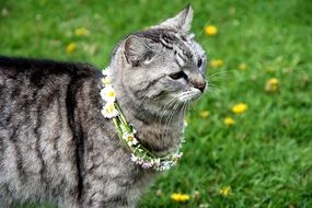 Colorful beautiful striped cat with a floral wreath around its neck among the field with yellow flowers