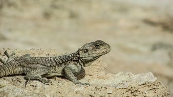 reptile in wildlife of cyprus