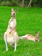australian Kangaroos