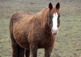 brown fluffy horse