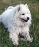 white fluffy samoyed