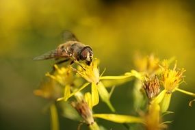 fascinating Insects Bee