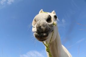 photo of the head of a white riding horse