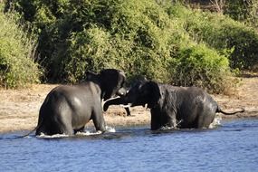 two elephants fighting in the water