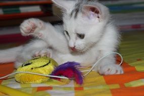 Cat Puppy play with Toy