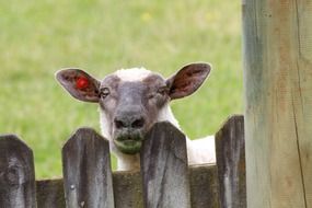 farm sheep in New Zealand