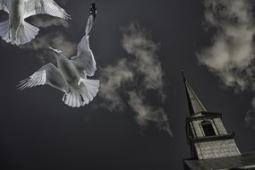 seagulls in old Quebec