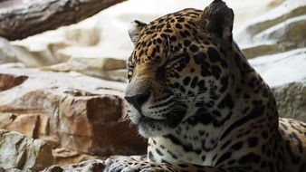 resting jaguar in a zoo