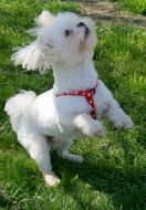 beautiful White dog playing on the grass