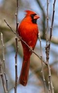 redbird is a songbird