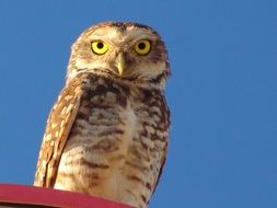 portrait of Owl looking at the camera