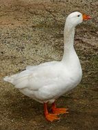 Cute white domestic goose