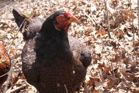 black brown chicken on fall foliage