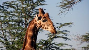 Giraffe in the national park in Kenya