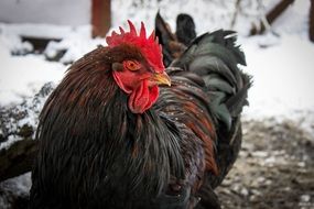 black brown chicken in the snow in winter