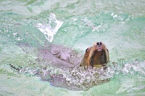 sea lion swimming in the water