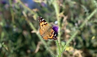 butterfly on the purple spring flower