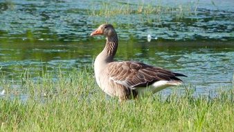 gray goose on the green bank of the river