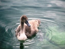 young swan swims in the water