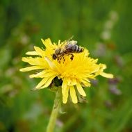 bee on the dandelion