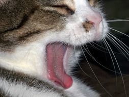 furry Cat Yawn