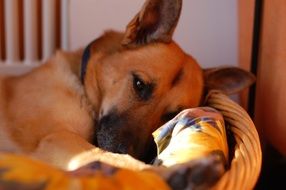 red Dog lying in basket