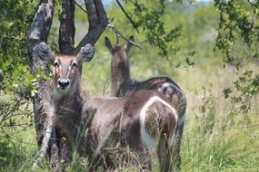 charming Buck Wildlife Animal