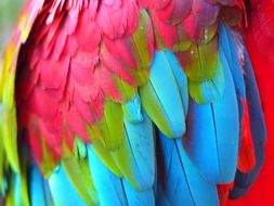 bright feathers of a parrot closeup
