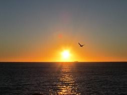 bird in the sky against the backdrop of the rising sun