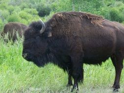 herd of buffalo on a green field