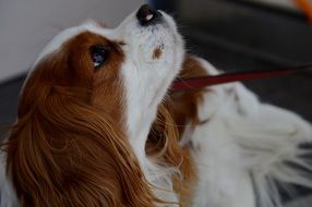 Cavalier King Charles Spaniel looking up